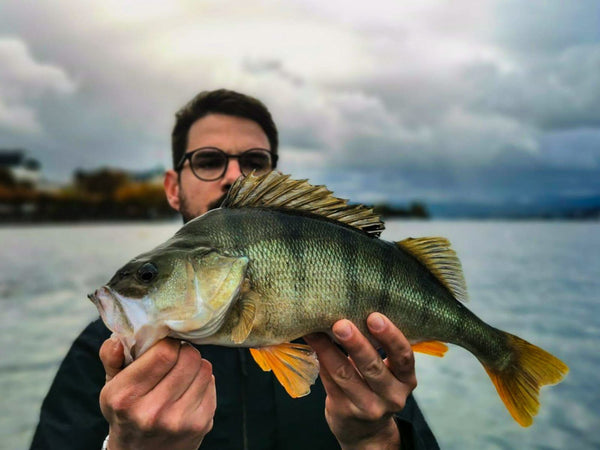 Kleiner Pintail für Barsche - optimal am Drop Shot Rig