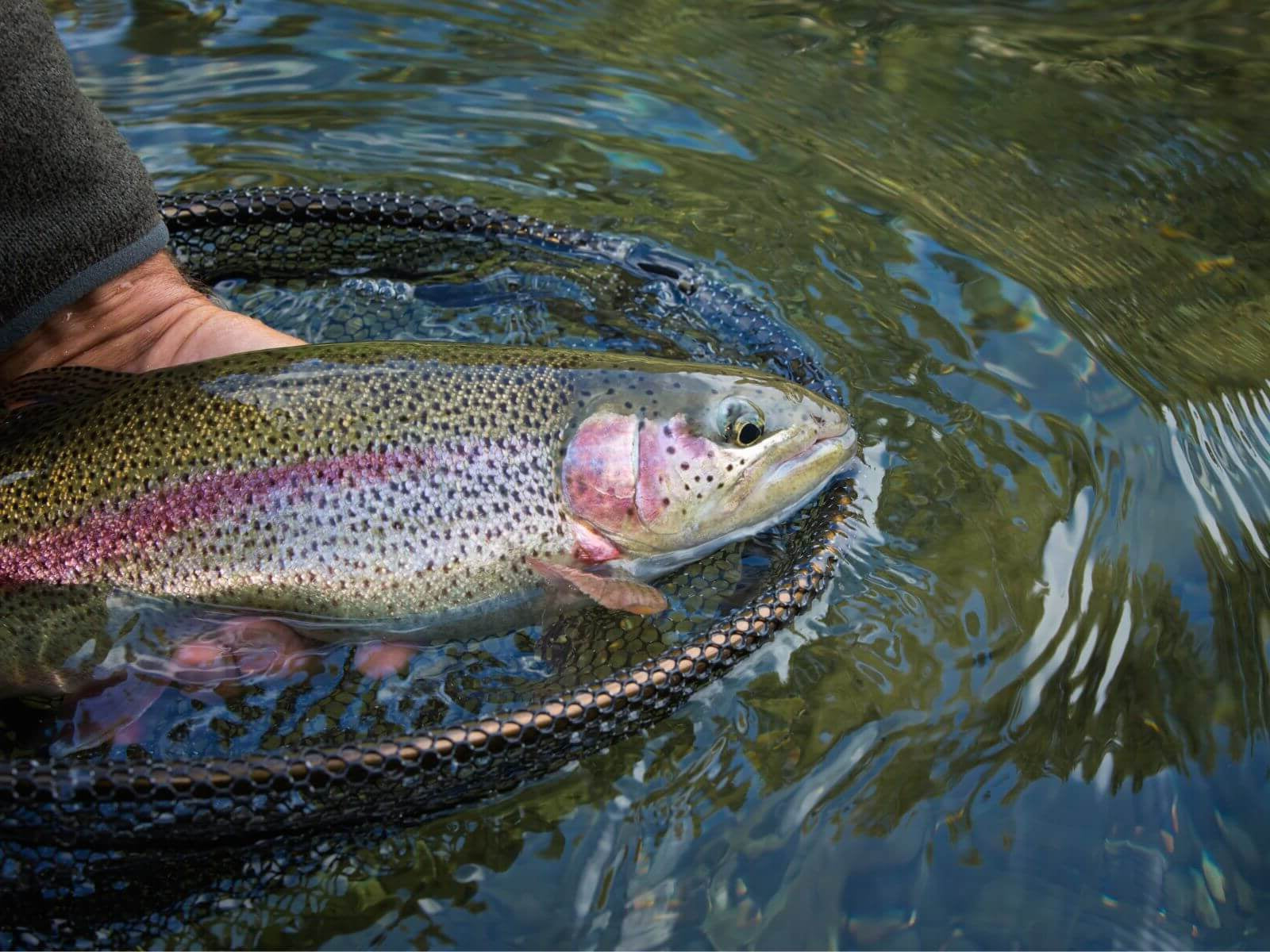 Trout Fishing: Sets, Baits & Rigs | JAEGER